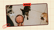 How Often Should You Feed Your Dog We Feed Raw