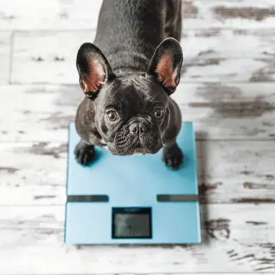 french-bulldog-sitting-on-weight