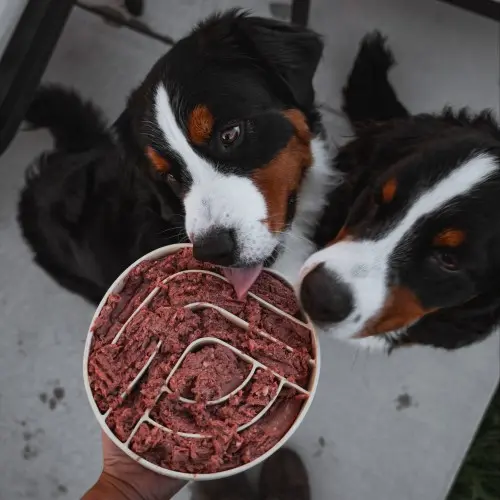 Raw Food