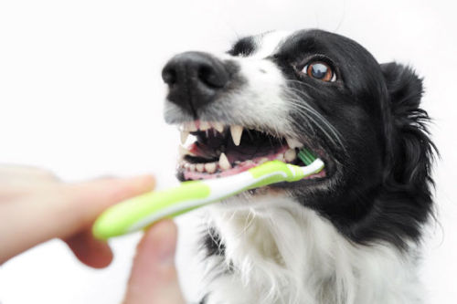 How to Clean Dogs’ Teeth