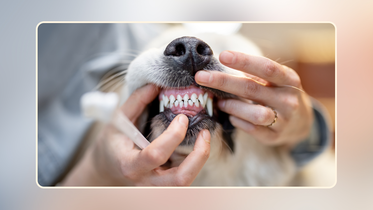 Hero Dental Health Tips for Your Dog v2