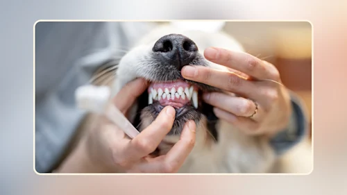 Hero Dental Health Tips for Your Dog v2