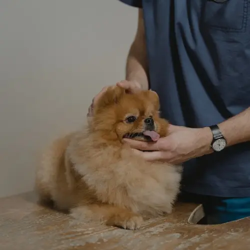 Pomeranian
