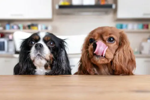 How To Feed Dogs Anchovies