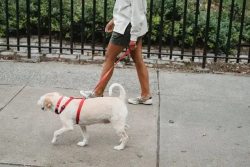 White dog on leash