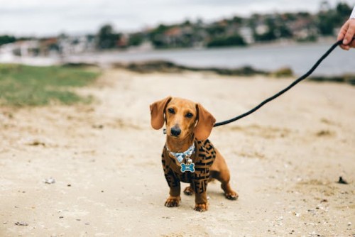 Dachshund on leash