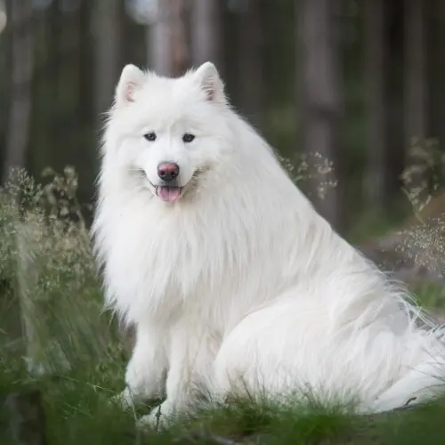 Fluffy Samoyed Dog
