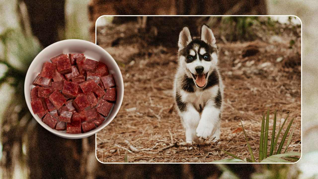 Blog Husky Pup Sensitive Stomach