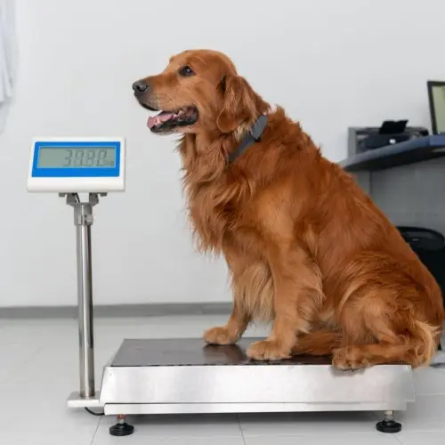 Dog weight