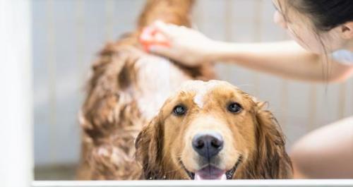 How to Help Dogs with Dry Itchy Skin