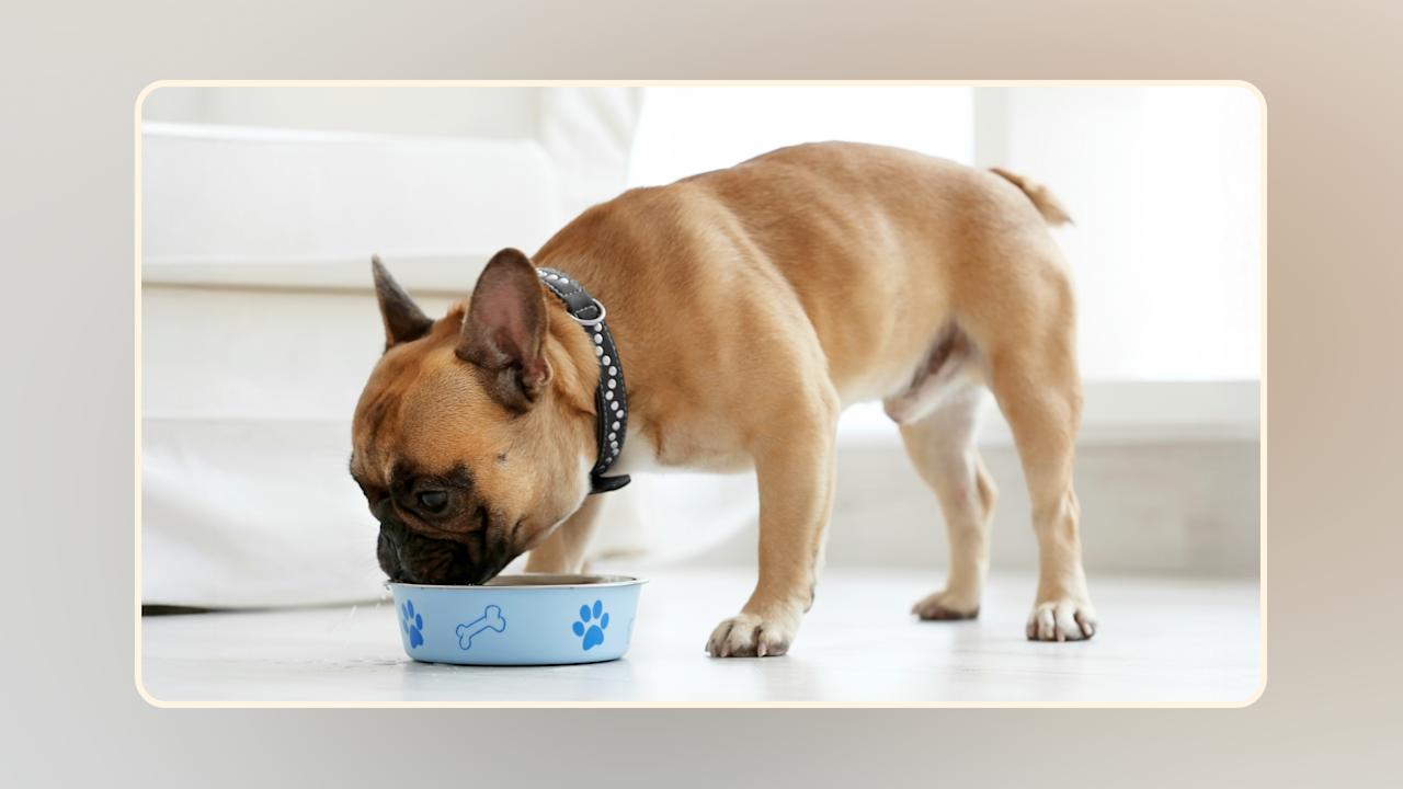 Hero Can Dogs Eat Oatmeal Learn the Facts v2