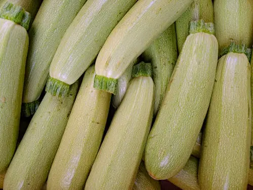 Zucchini