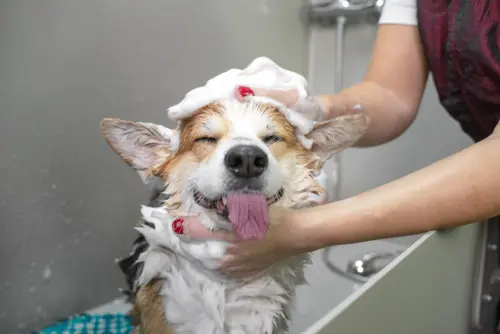 A happy corgi in the bath