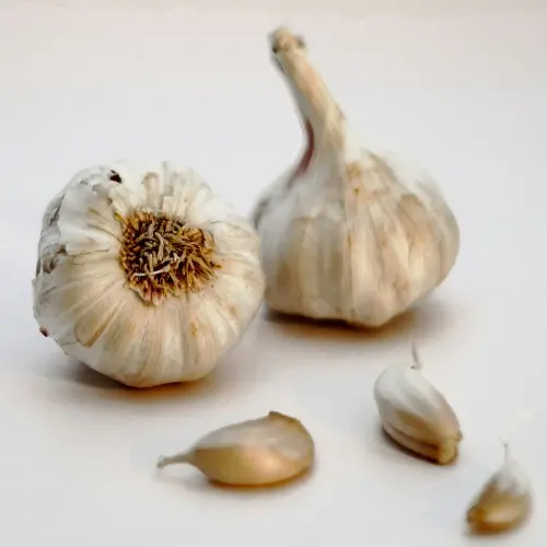 Garlic
