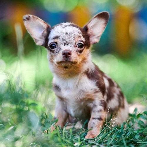 Small Chihuahua