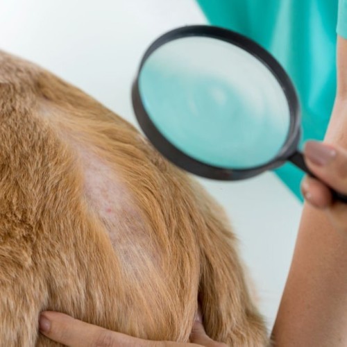 What Are Skin Allergies in Dogs?