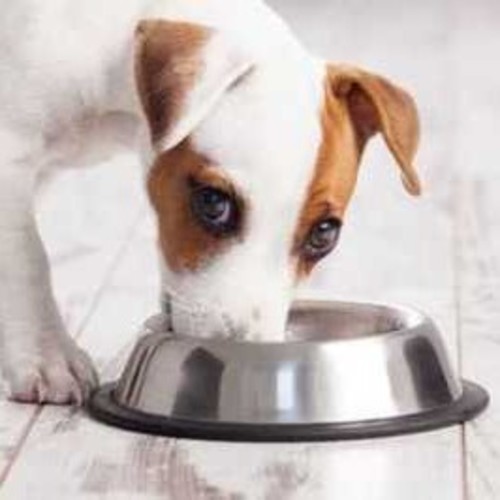 Where to Buy Raw Dog Food Near Me We Feed Raw