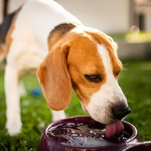 Drinking Water