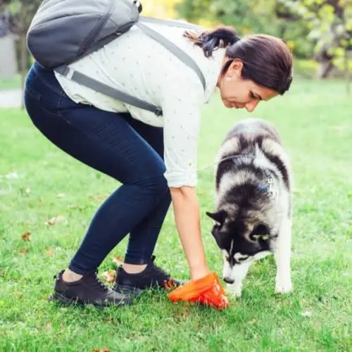 Dog Poop
