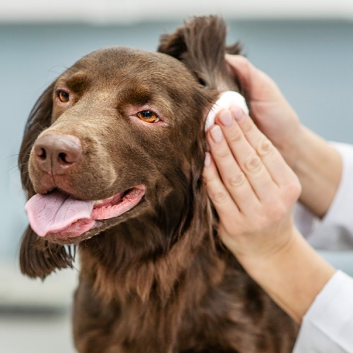 Dog Ear Infection