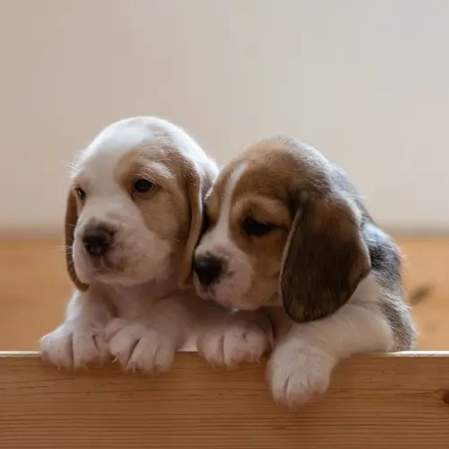 Beagle Pups