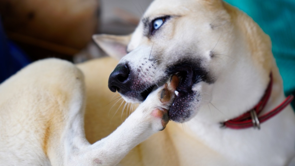 hypoallergenic dog food