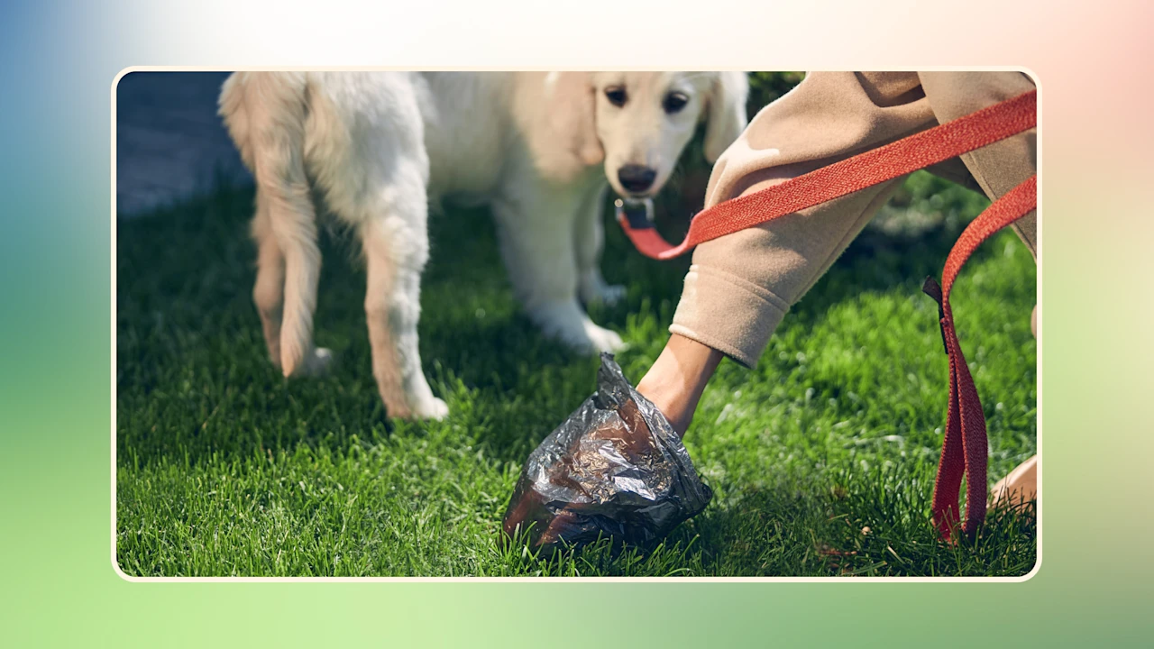 Everything to Know About Mucus in Dog Poop v2