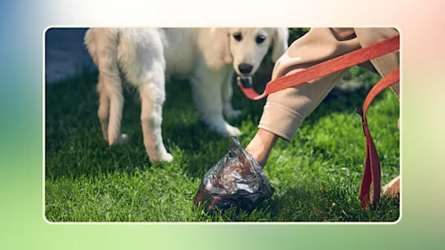 Everything to Know About Mucus in Dog Poop v2