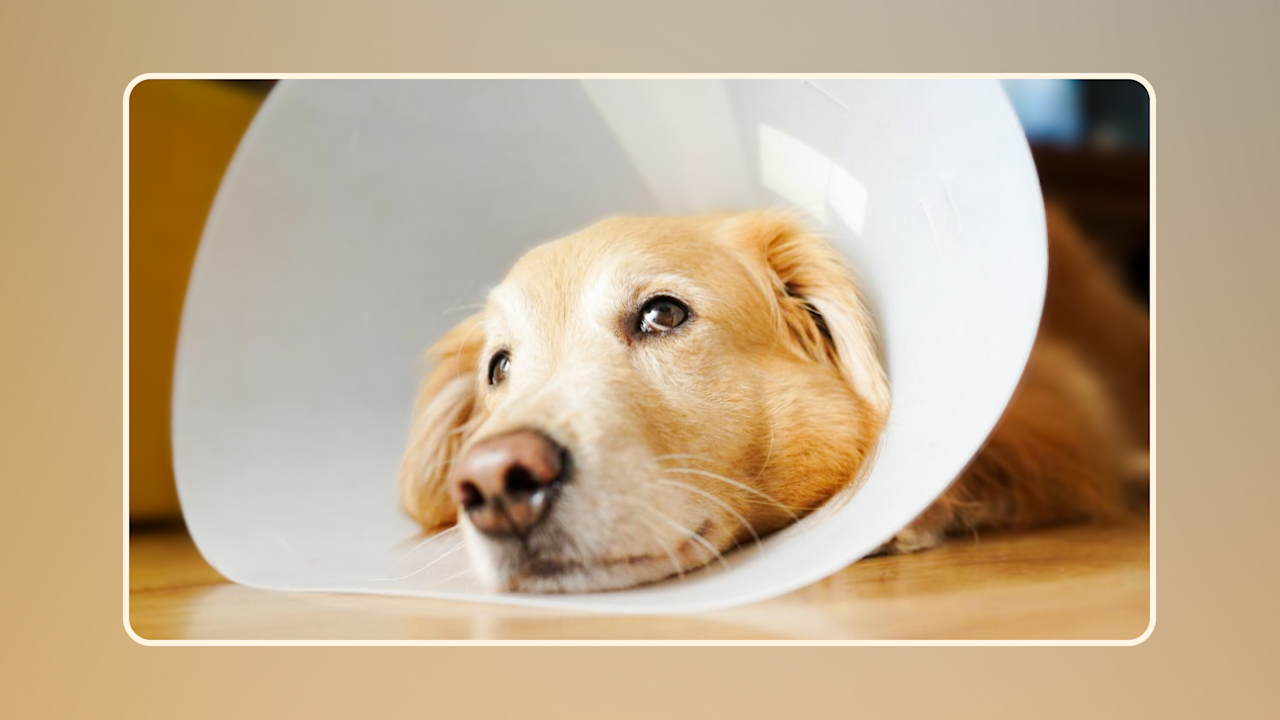 How to Treat Dog Allergies at Home Hero v1