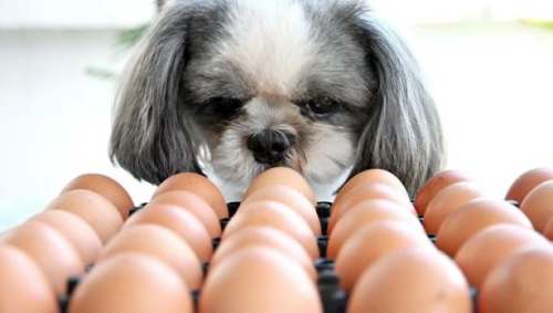 Egg Allergies and Dogs