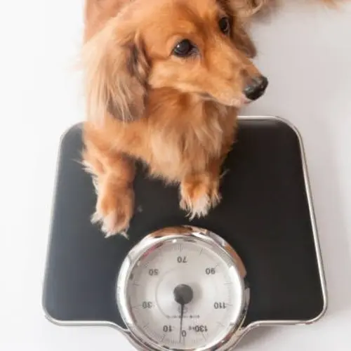 Dog On A Scale