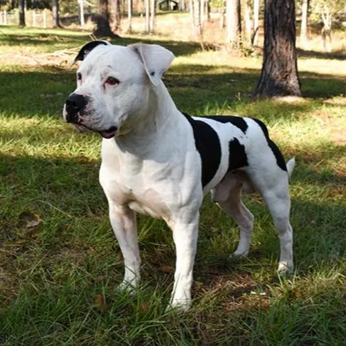 American-Bulldog-standing-in-three-quarter-view