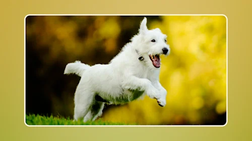 Organic vs Fresh vs All Natural Dog Food 1