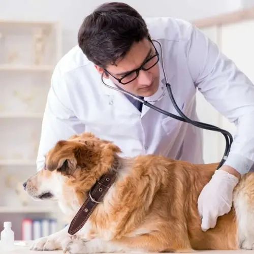Veterinarian