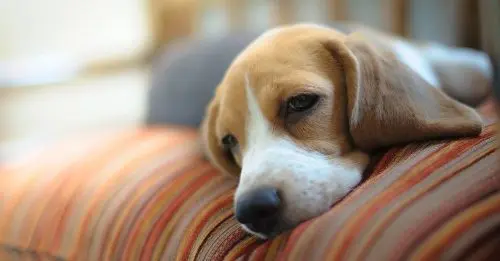 Sad Dog