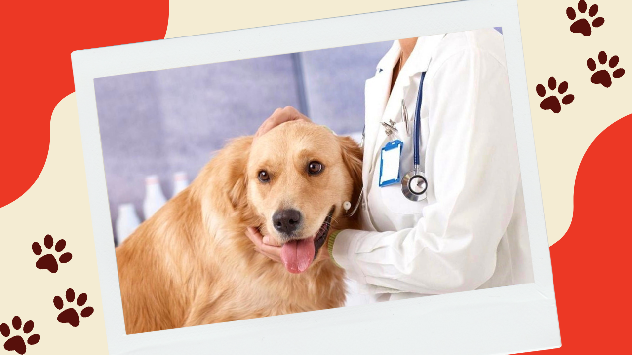 Why Are Vets Against a Raw Food Diet for Dogs