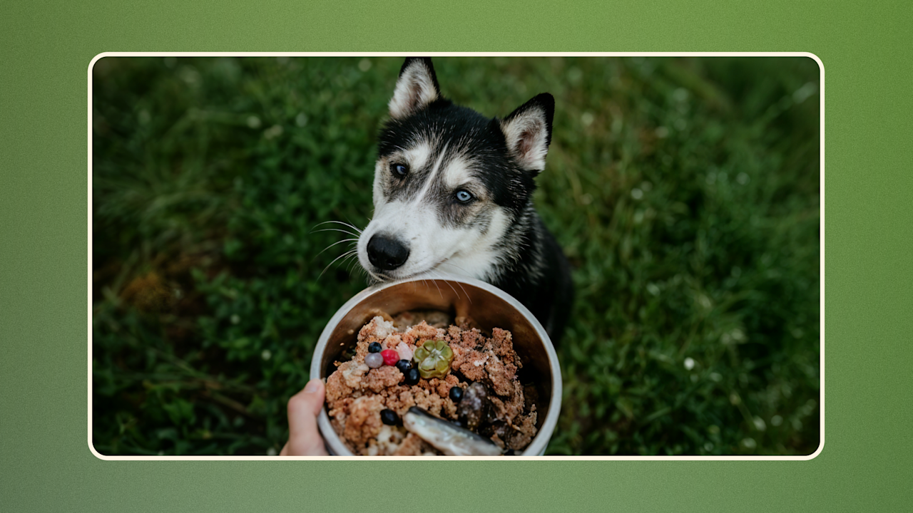 Hero Budget-Friendly Options for Affordable Raw Dog Food v3