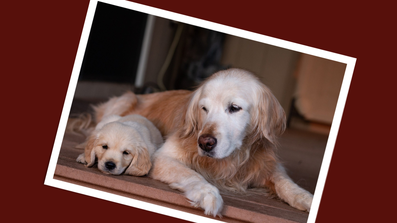 Senior Dog and Puppy