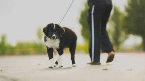 Border Collie puppy on leash