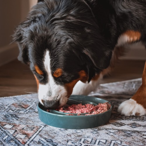 Food for older shop dogs with bad teeth