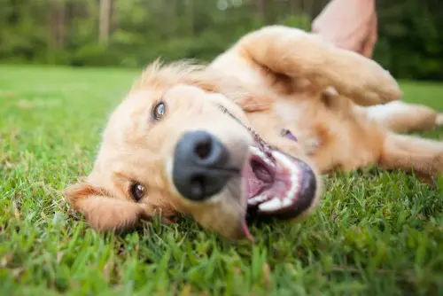 Happy Dog Body Language
