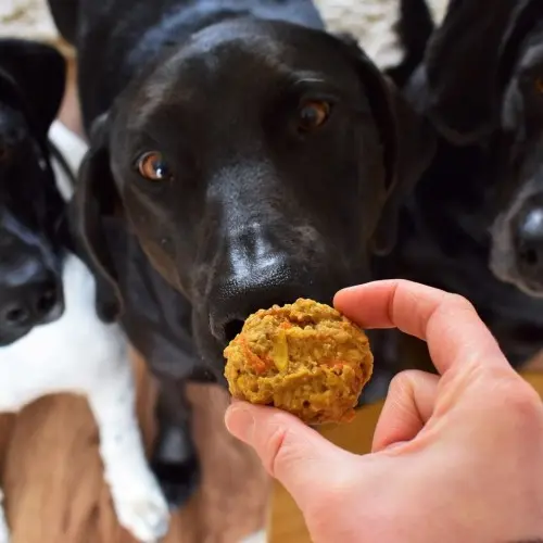Dog treat
