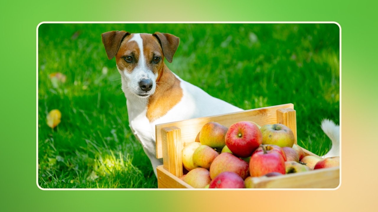 Hero Can Dogs Eat Apples v3