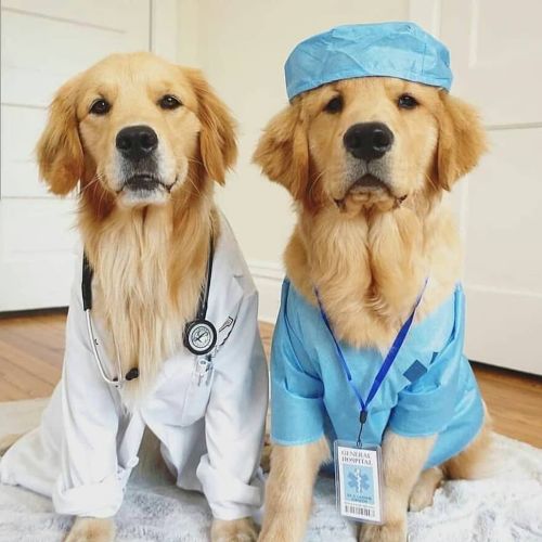 Dogs in doctor costume