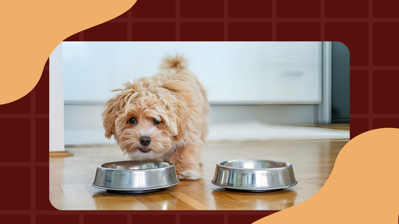 Best Food For Small Breeds