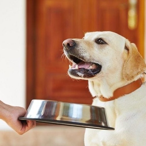 dog-feeding Shutterstock Jaromir-Chalabala