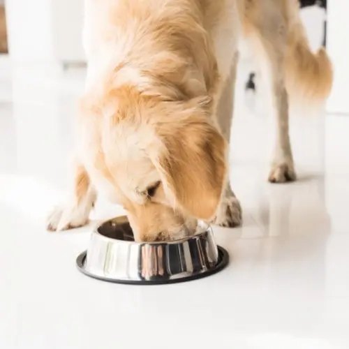 Dog Eating