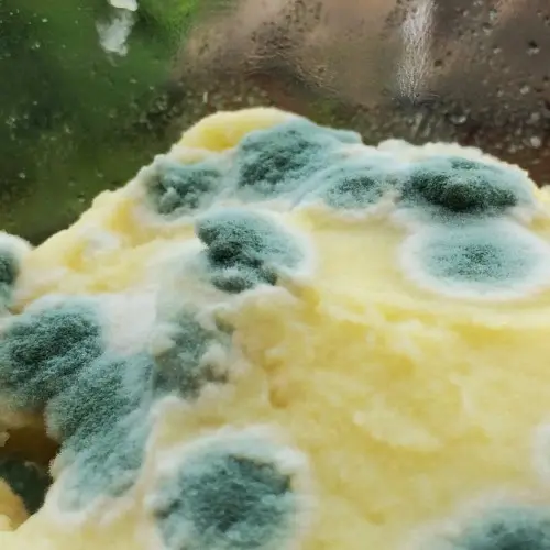 Mold on Food