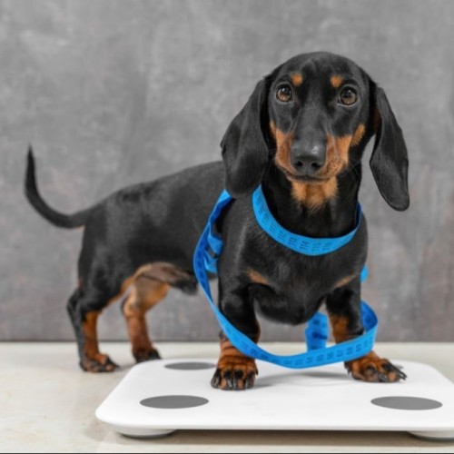 Cute dachshund puppy wants good shape so follows diet and leads active lifestyle. 