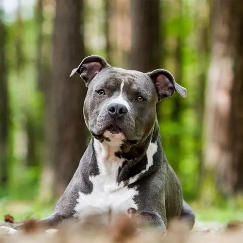 American Staffordshire Bull Terrier